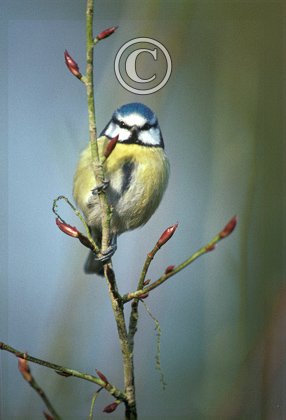Blue tit DM0873